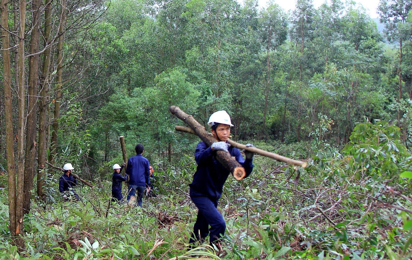 Guidance on timber extraction procedures for plantation