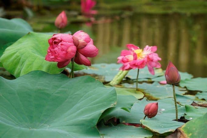Vietnam’s rare lotus species