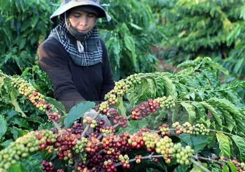 Coffee exports down in 9 months