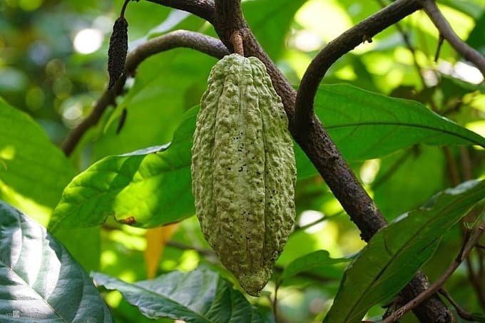 Making cocoa in Mekong Delta