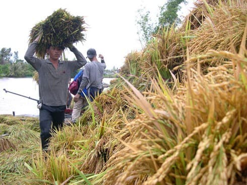The hard lot of Vietnam’s rice