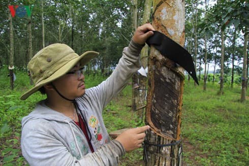 Rubber exports bounce back 