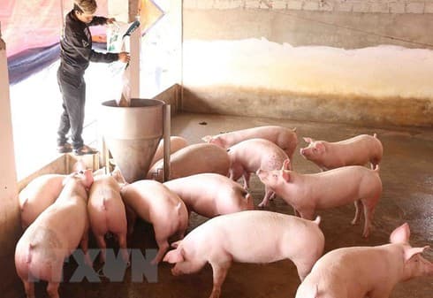Vietnam imports pigs from Thailand
