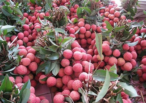 E-commerce floor for lychee launched