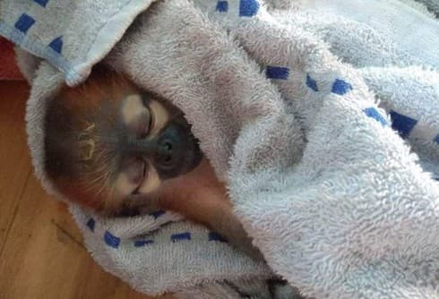 Over 150 wild animals rescued in May
