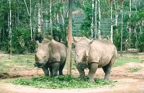 Vietnam suspends wildlife import