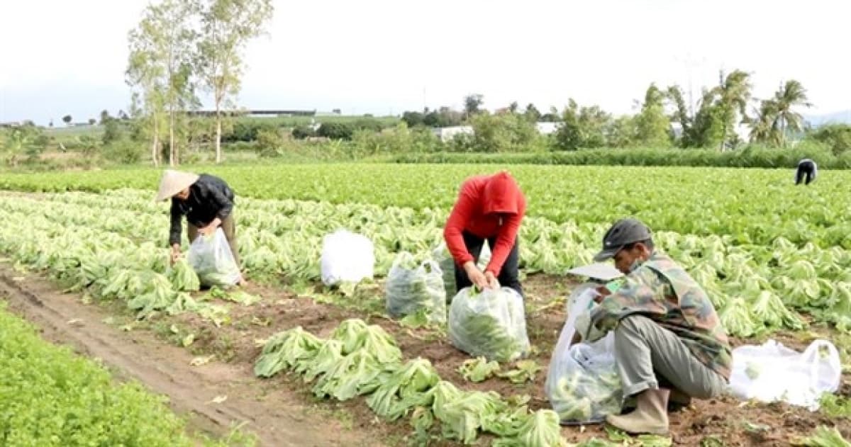 Collective economy key to growth
