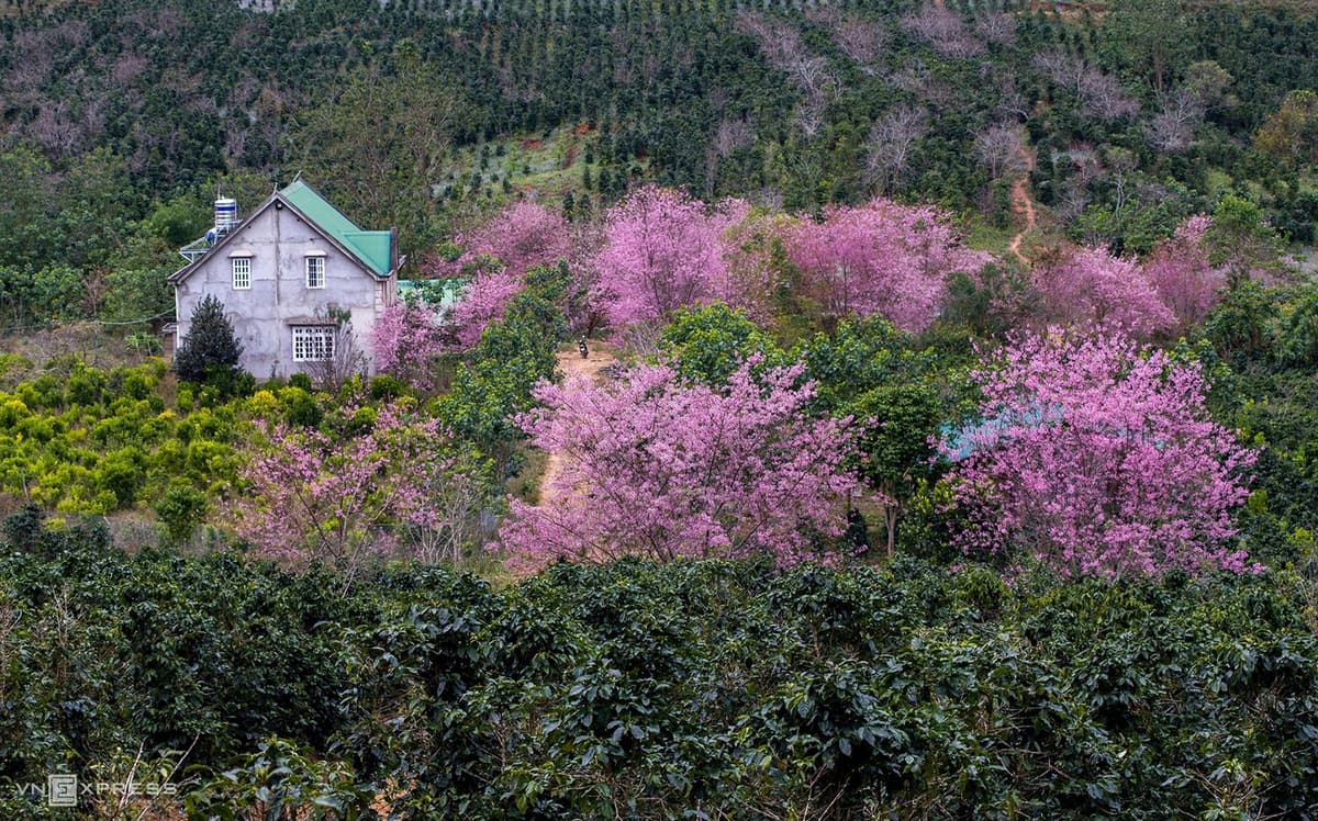 Da Lat dipped in cherry blossom pink
