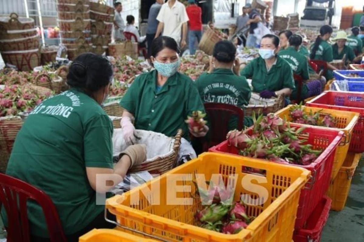 Fruit and vegetable exports hit over US$3.2 billion in 2020