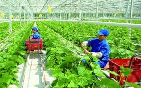 Policies to support businesses to invest in agriculture