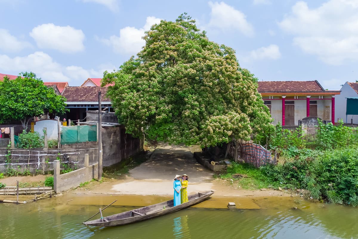 Caper flower season hits Quang Binh