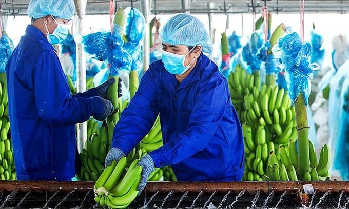 HAGL revenues fall to record low