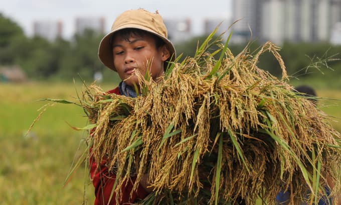 GDP to bounce back after Q3 fall