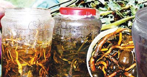 WHAT IS OPIUM ADDICTION, IS IT PROHIBITED TO USE OPIUM?