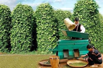 Borrowing capital to grow pepper is exempt or reduced interest?