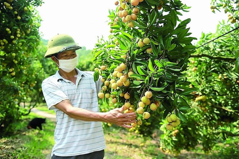 Ready to ship lychees abroad