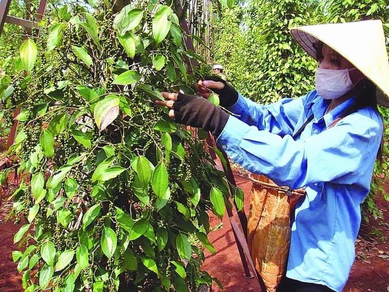 Pepper exports face difficulties