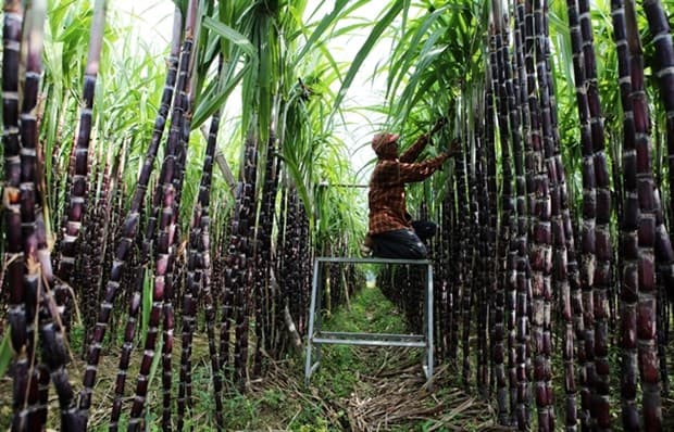 Domestic sugar on the line