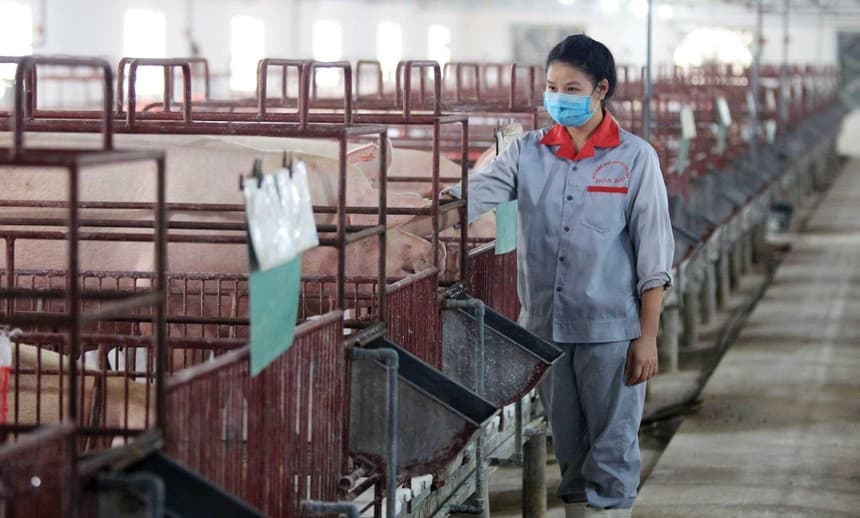 Tough times for livestock firms
