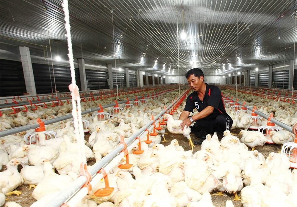 Livestock businesses ride a rough Q1