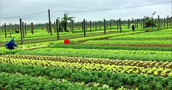 How is the determination of a household engaged in agricultural production made?