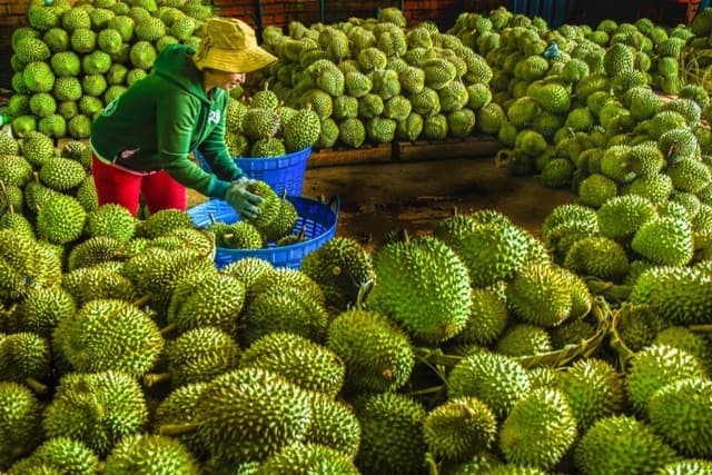 Fruit Exports Surge Sharply