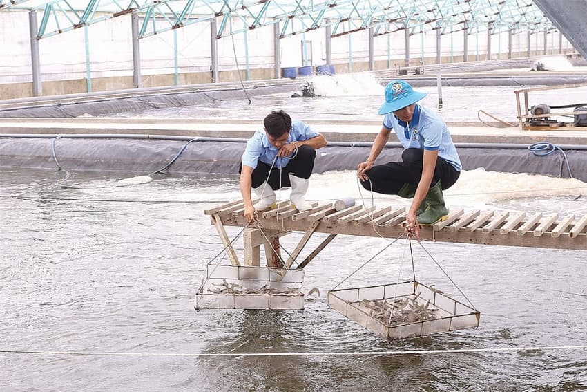 Advances in tech aid shrimp output