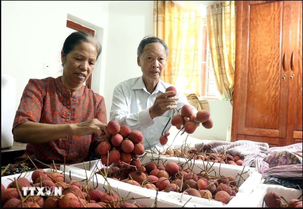 Hung Yen egg-shaped lychees sell well