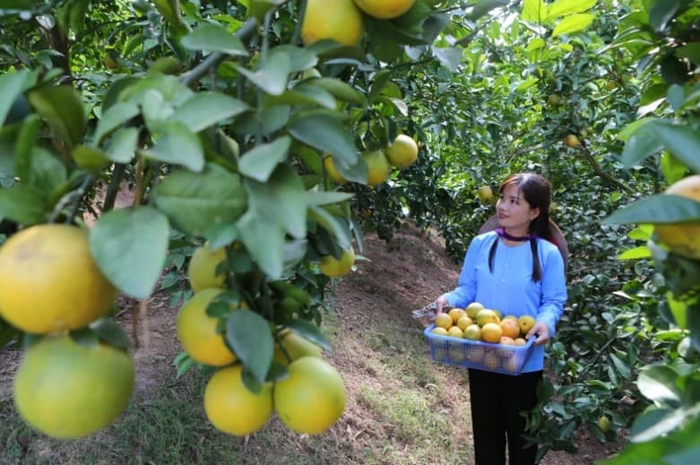 Role of women in green economy