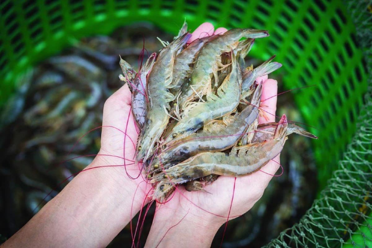 Vietnam’s shrimp exports to US soar