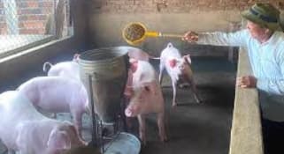 Is income from livestock farming exempt from tax?