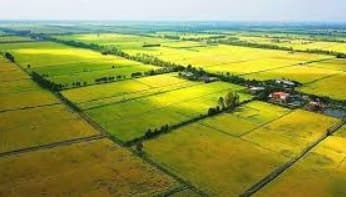 Transition period for implementing projects using rice-growing land