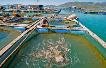 Environmental Documentation Requirements for Aquaculture Projects
