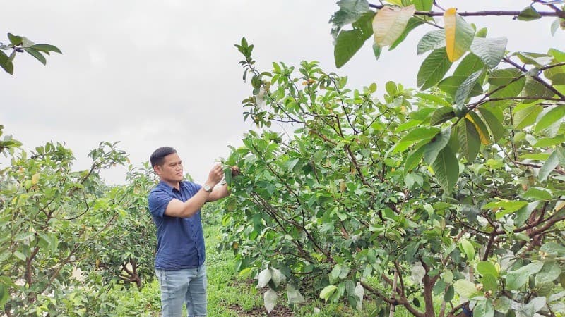 Affirming position of Di Trach Guava
