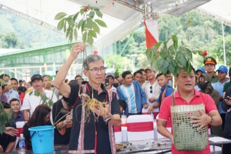 Building medicinal herb industry hub