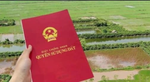 Can rice-growing land be converted to residential land? 