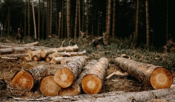 Is it allowed to exploit fallen natural forest wood? 