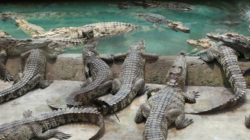 Quarantine procedures for exported crocodiles