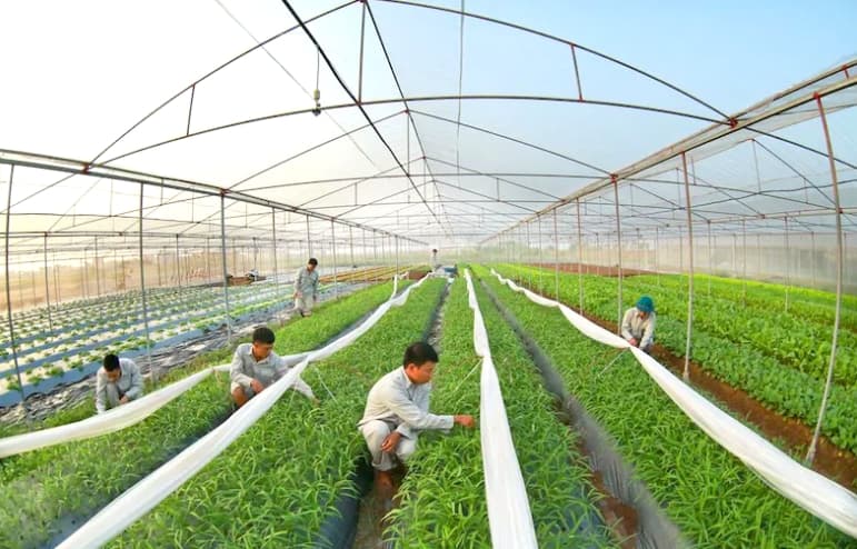 Hanoi pushes high-tech agriculture 