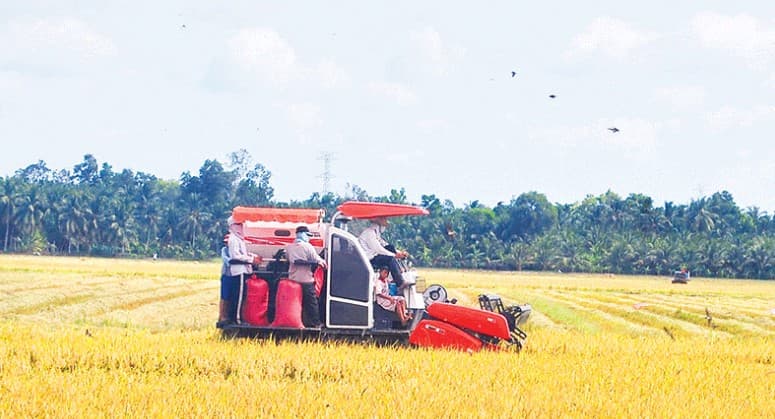 Brand value of organic rice