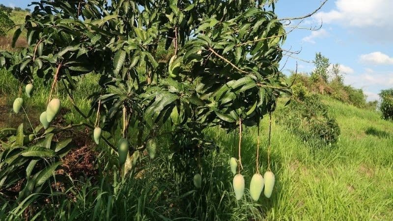 Australia, Viet Nam collaborate on research in digital-green agriculture