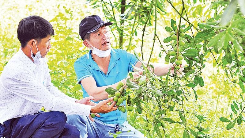 Sustainable development of macadamia