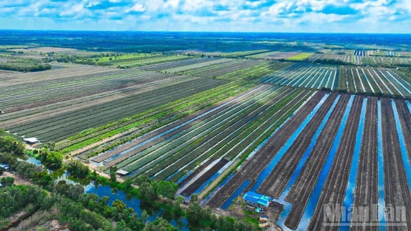 Strengths of Dong Thap agriculture