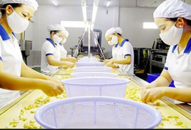 VAT policy for semi-processed products