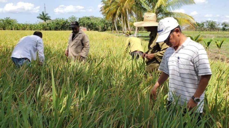Agricultural project thrives amid Viet Nam–Cuba friendship in bountiful rice fields