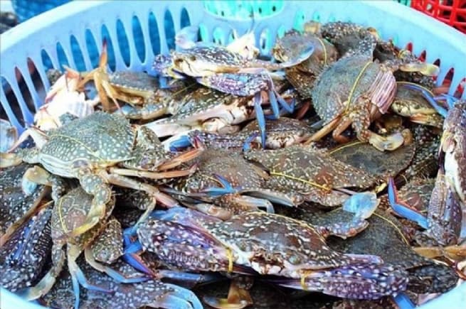 Kien Giang Blue Swimming Crab Fishery Improvement Program has Been Rated a Glance A