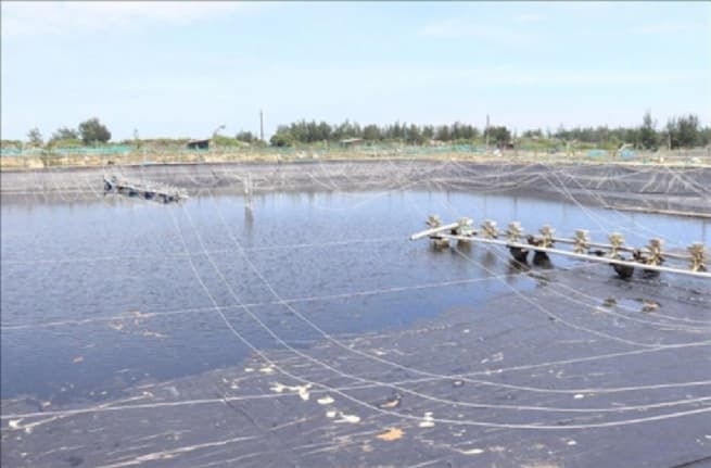 Da Nang: Developing the Fisheries Sector Toward Sustainability and Modernization