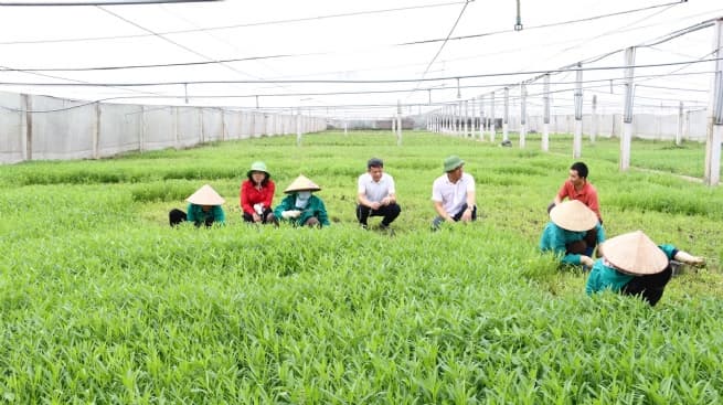 Thuong Tin Advances OCOP Vegetable and Fruit Production