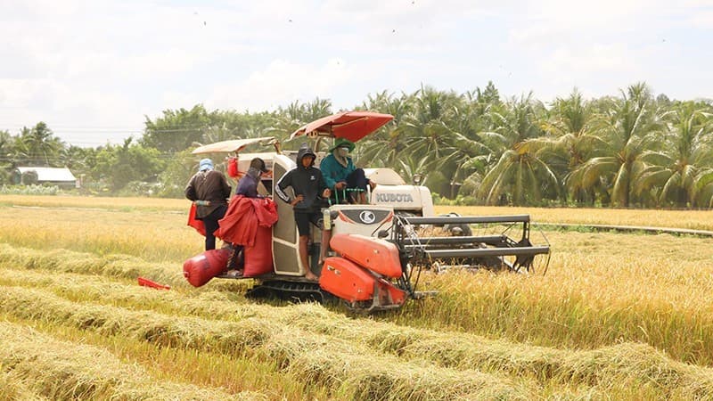 Low-emission rice models prove effective in Vinh Long