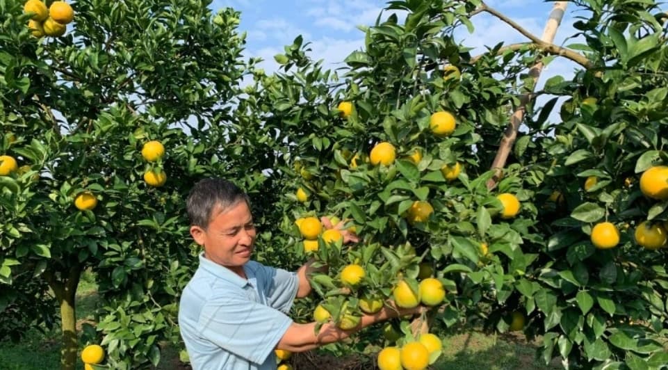 Hung Yen province expands high-value fruit cultivation areas